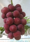 山梨のブドウ農家の直営の販売・ゴルビーは大粒で種無しの甘いブドウです。当園の人気ブドウです。
