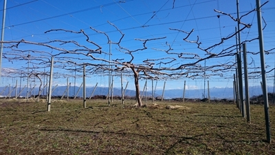 2019年3月8日撮影、北原の園 ゴルビーの棚。