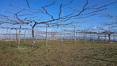 2019年3月8日撮影、北原の園のピオーネ棚。