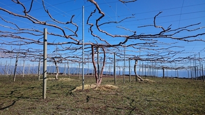 2019年3月8日撮影、北原の園、ウィンクの棚。