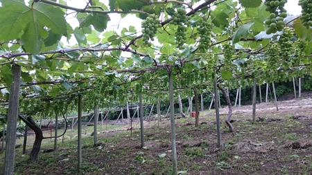 2019年7月19日撮影 山梨県の葡萄園・塩島の甲州の棚。甲州ぶどうは生食でも美味しいです。9月中旬以降収穫予定。
