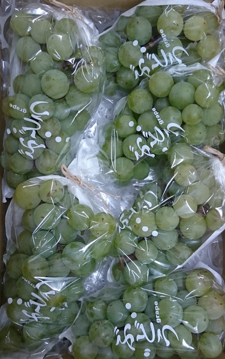 ナイヤガラ約2kg。
