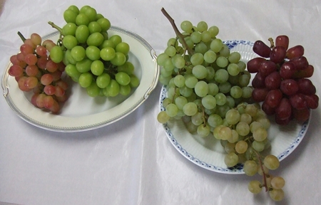 多品種のブドウを栽培しています　新鮮で珍しい品種の葡萄をお届けします