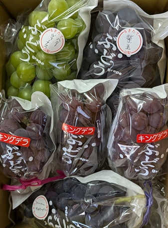 紫玉 2021年7月10日撮影 種無し、大粒、黒系のぶどう、紫玉
