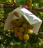 平年8月下旬から9月いっぱい程が収穫期です。